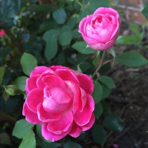 Meet your Posher, Kat